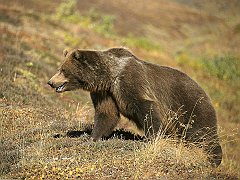 Grizzly Bear on Tundra, Alaska